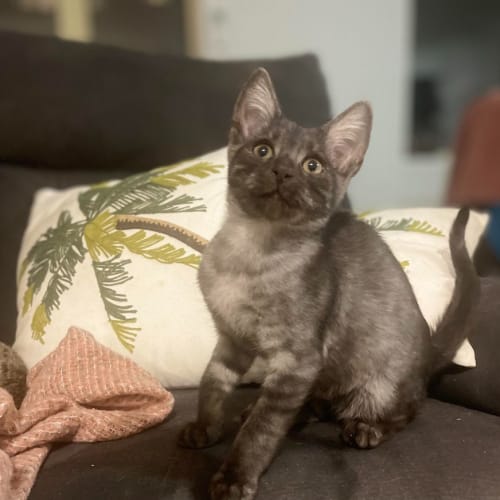 Albus