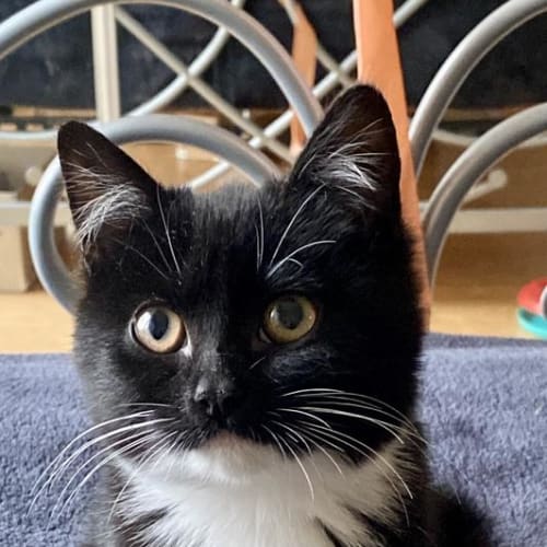 Little Queen Charlie