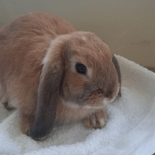 Rabbit De Niro
