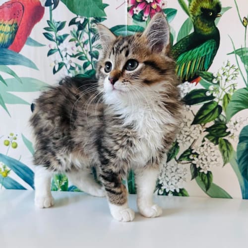 Lenny - Located in Preston 