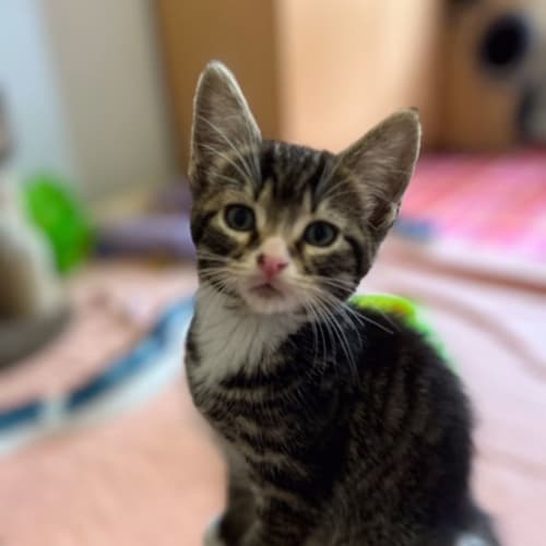 Archie - Located in Preston 