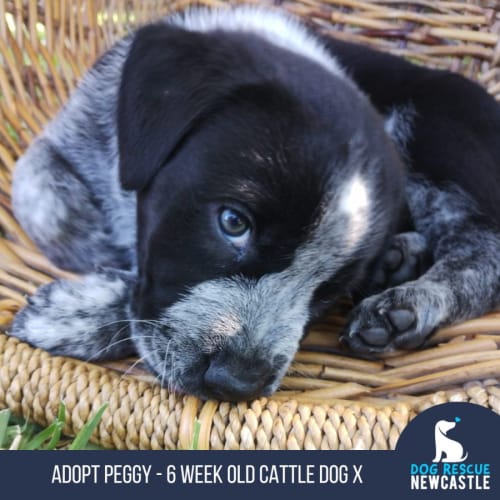 Peggy - 6 Week Old Cattle Dog X (Trial)
