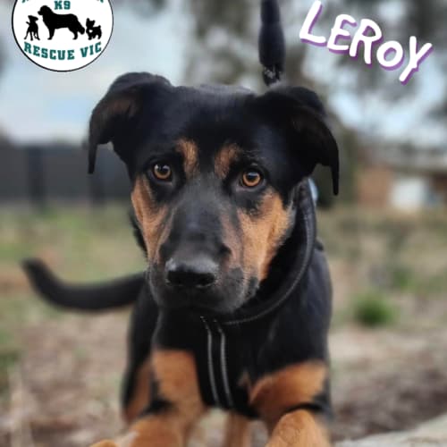 Leroy 