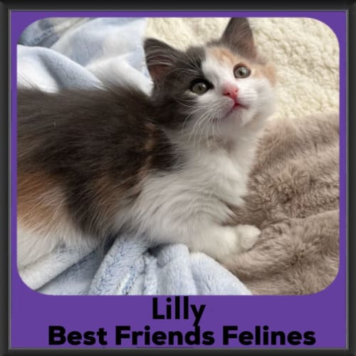 Lilly