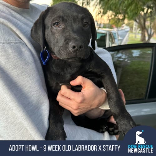 Howl - 9 Week Old Labrador X Staffy (Trial)