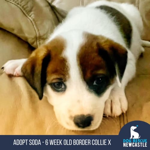 Soda - 6 Week Old Border Collie X (Trial 12/6/23)