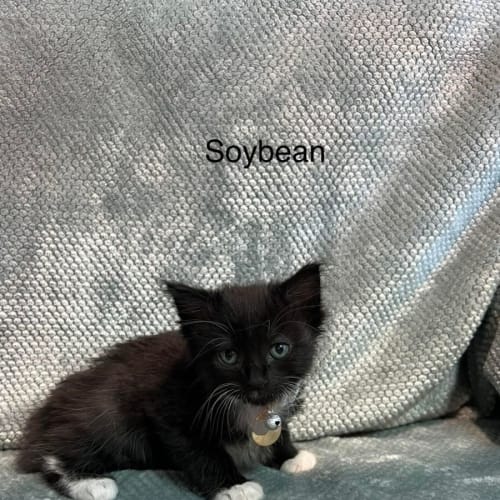 Soybean