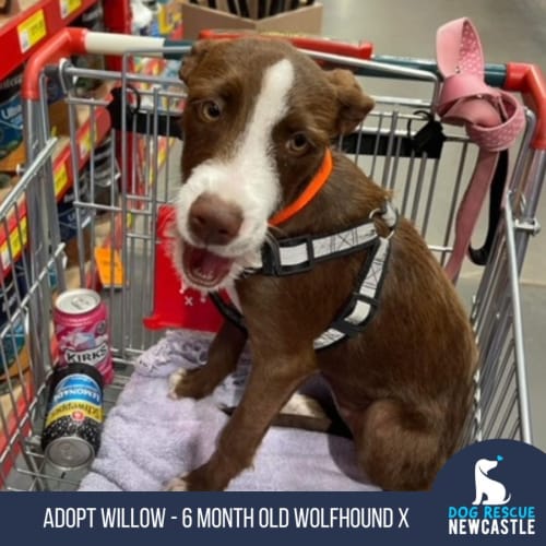 Willow - 6 Month Old Wolfhound X (Trial 20/6/23)