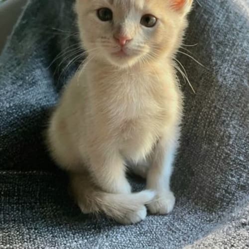 Carmello