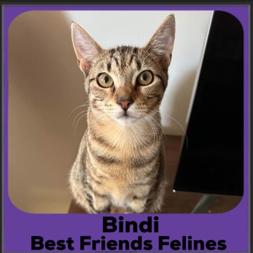 Bindi 