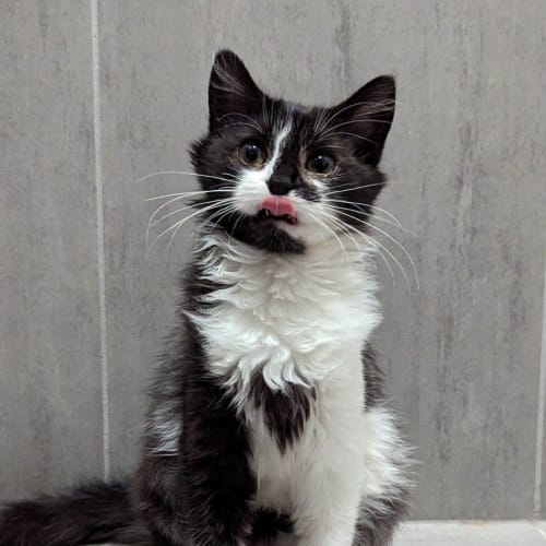 Jinx