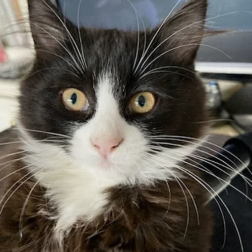 Oreo