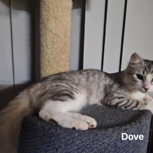 Dove