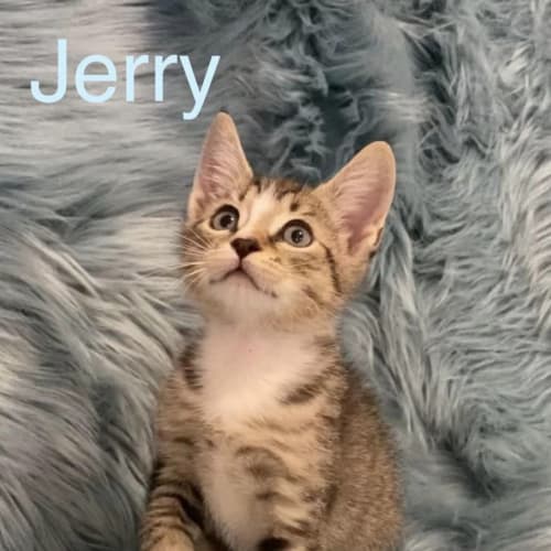 Jerry