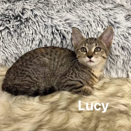 Lucy
