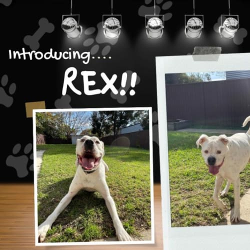 Rex