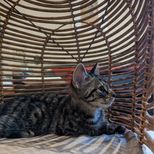 Stripes McKenzie - Located in Westmeadows