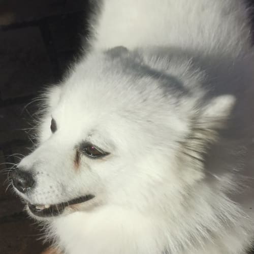 Toby - 5 Year Old Japanese Spitz (Trial)