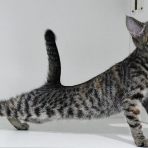 Twistie - 10886