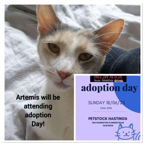Artemis meet me at Petstock Hastings 18/6/23