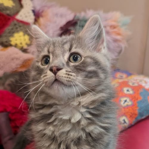 Puffington - Located in Westmeadows 