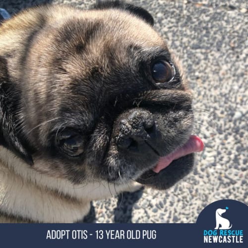 Otis - 13 Year Old Pug (Trial)