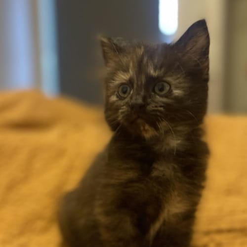 Isla