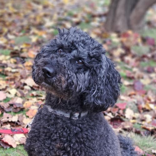 Ebony