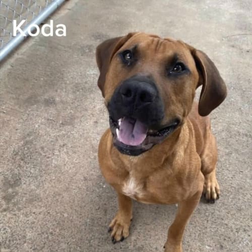 Koda
