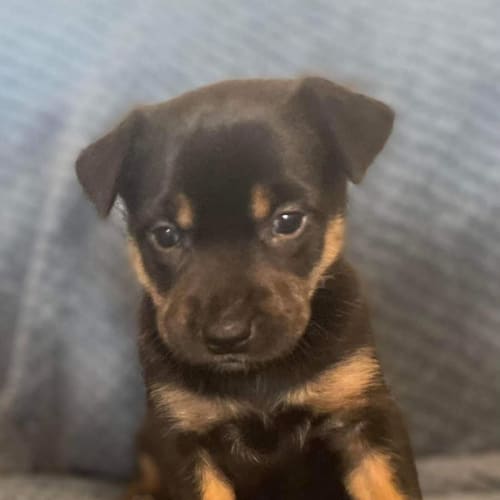 Rosie 