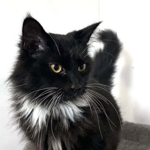 Asha - Located in Preston 