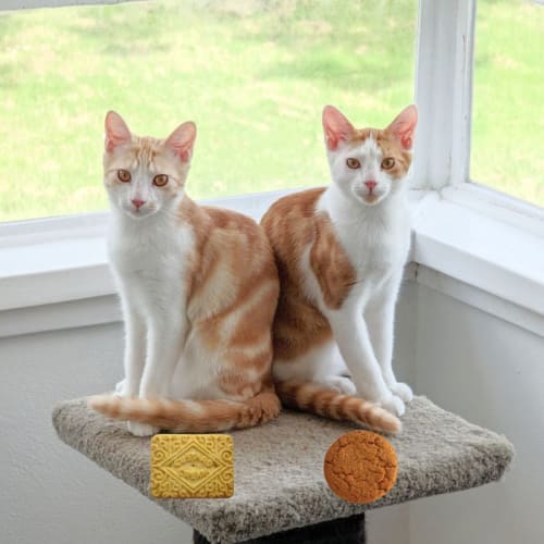 🍪Gingernut & Custardcream🍪