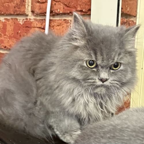 Felix