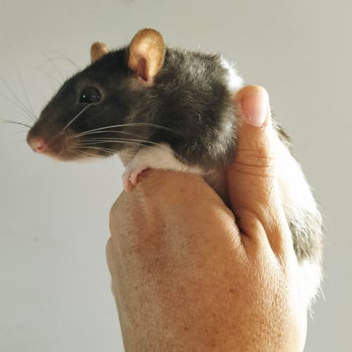 Mumma Rat 2