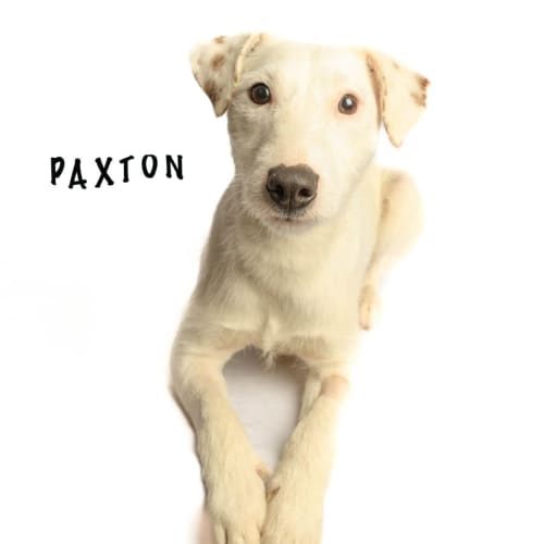 Paxton