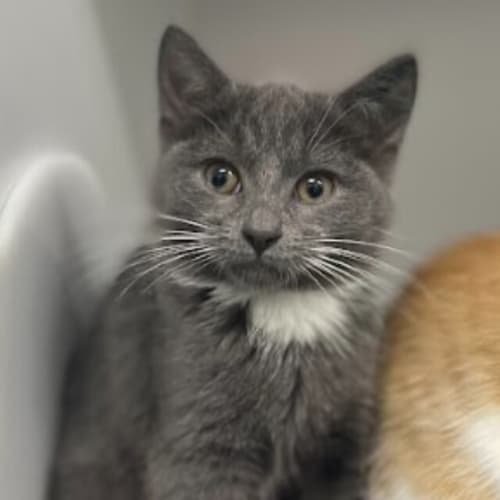 Kiki