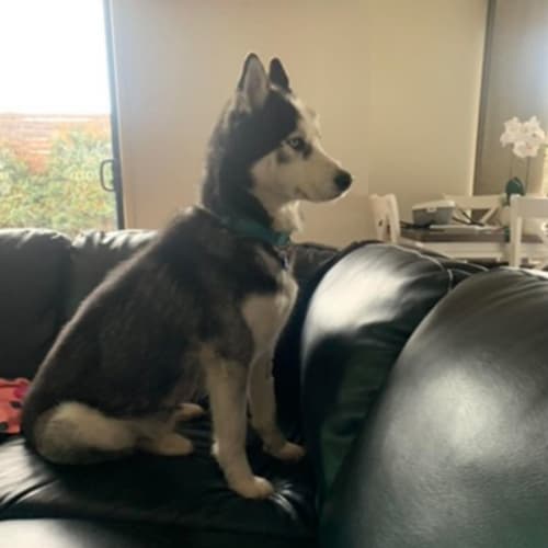 Loki
