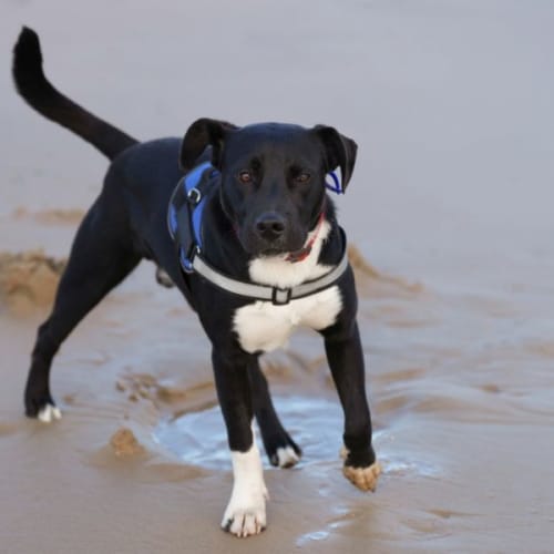 Jack - 8 Month Old Border Collie X Staffy