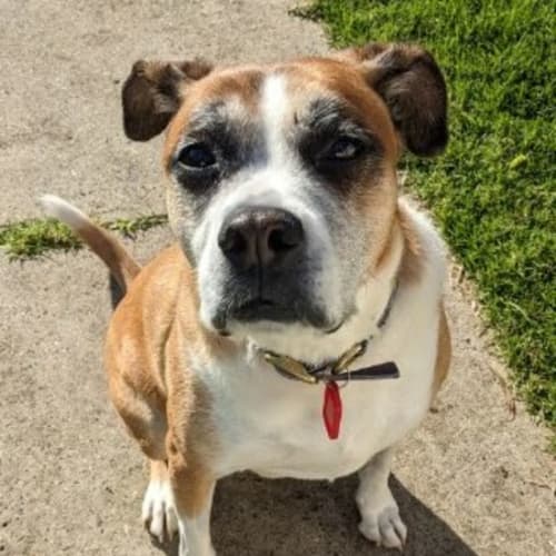 Rufus (59887)