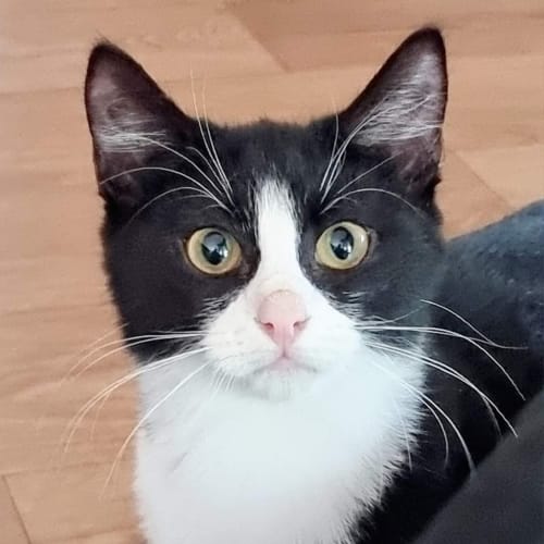 Vivian