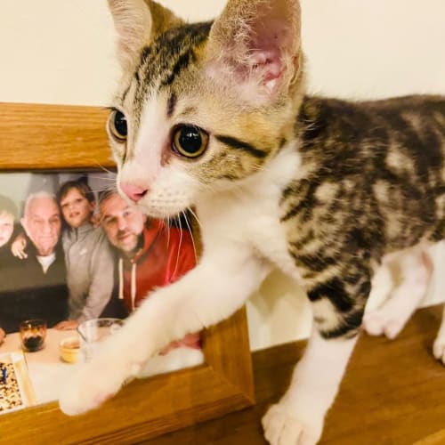 Sam Purr 