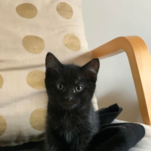 Frankie