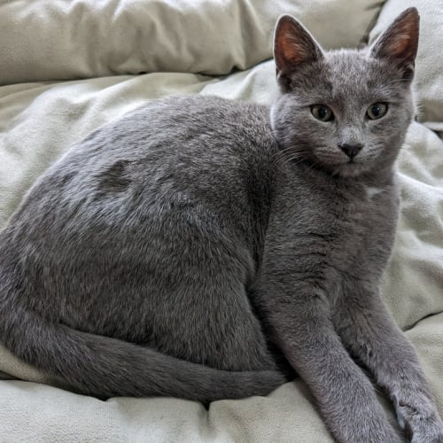 Mercury