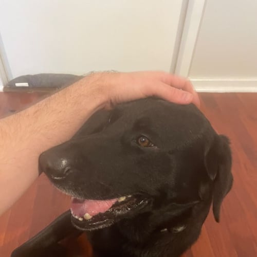 Gus