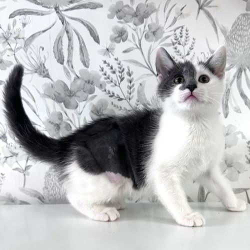 Hazelnut - Located in Preston
