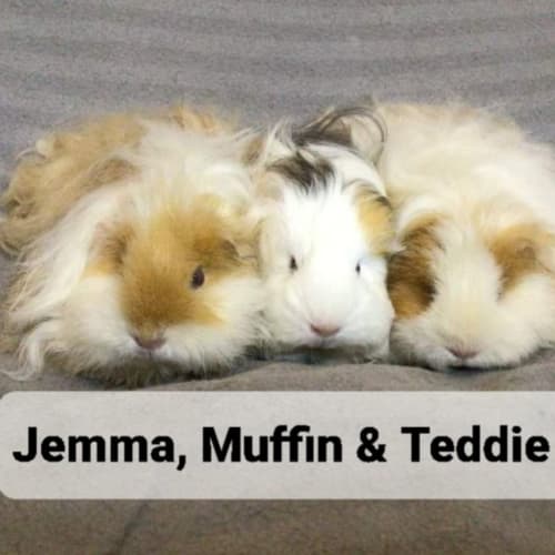 Jemma, Muffin & Teddie