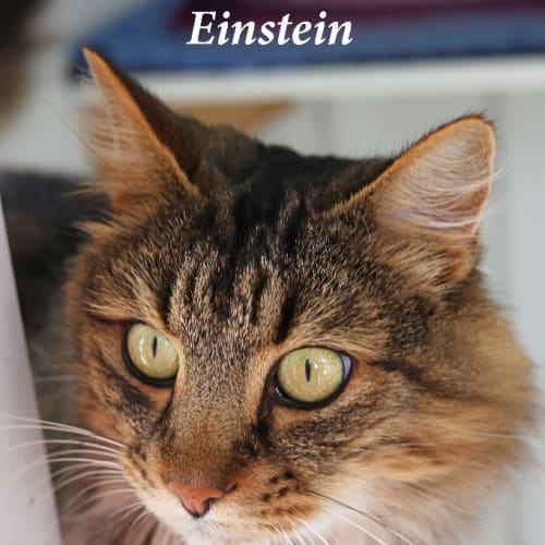 Einstein