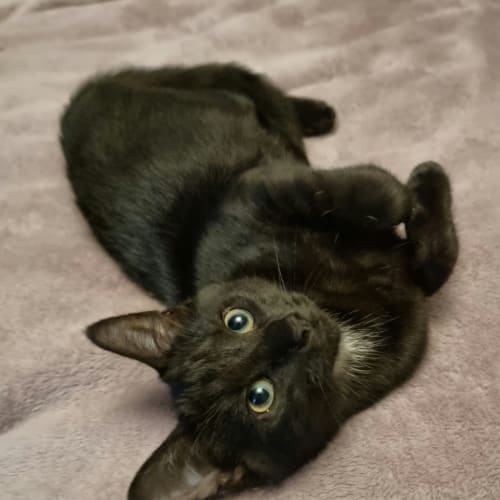 Wilfred - Fostered In Perth