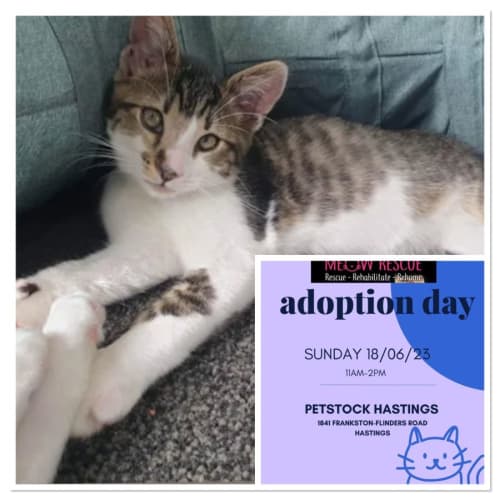 Fern Meet me at Petstock Hastings 18/6/23 adoptday