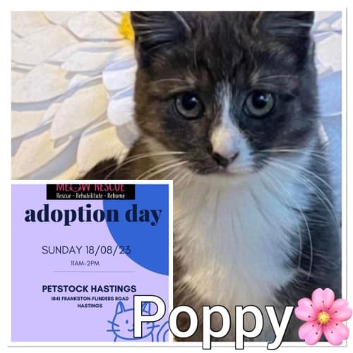 Poppy -Meet me at Petstock Hastings 18/6/23 